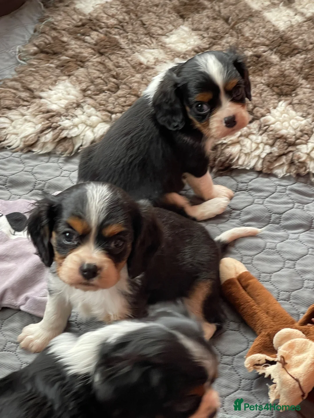 Cavalier King Charles Spaniel dogs for sale: Cavalier King Charles Spaniels  - Advert 2