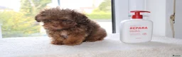 Shihpoo dogs for sale: Chocolate shihpoo’s  - Advert 12