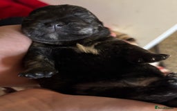 Mixed Breed dogs for sale: westie /wauzers - Advert 15