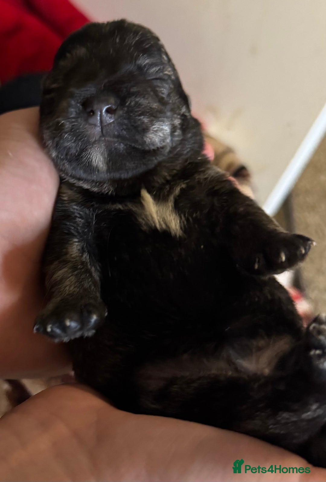 Mixed Breed dogs for sale: westie /wauzers - Advert 15