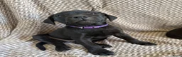 Staffordshire Bull Terrier dogs for sale: SOLD.  - Advert 8