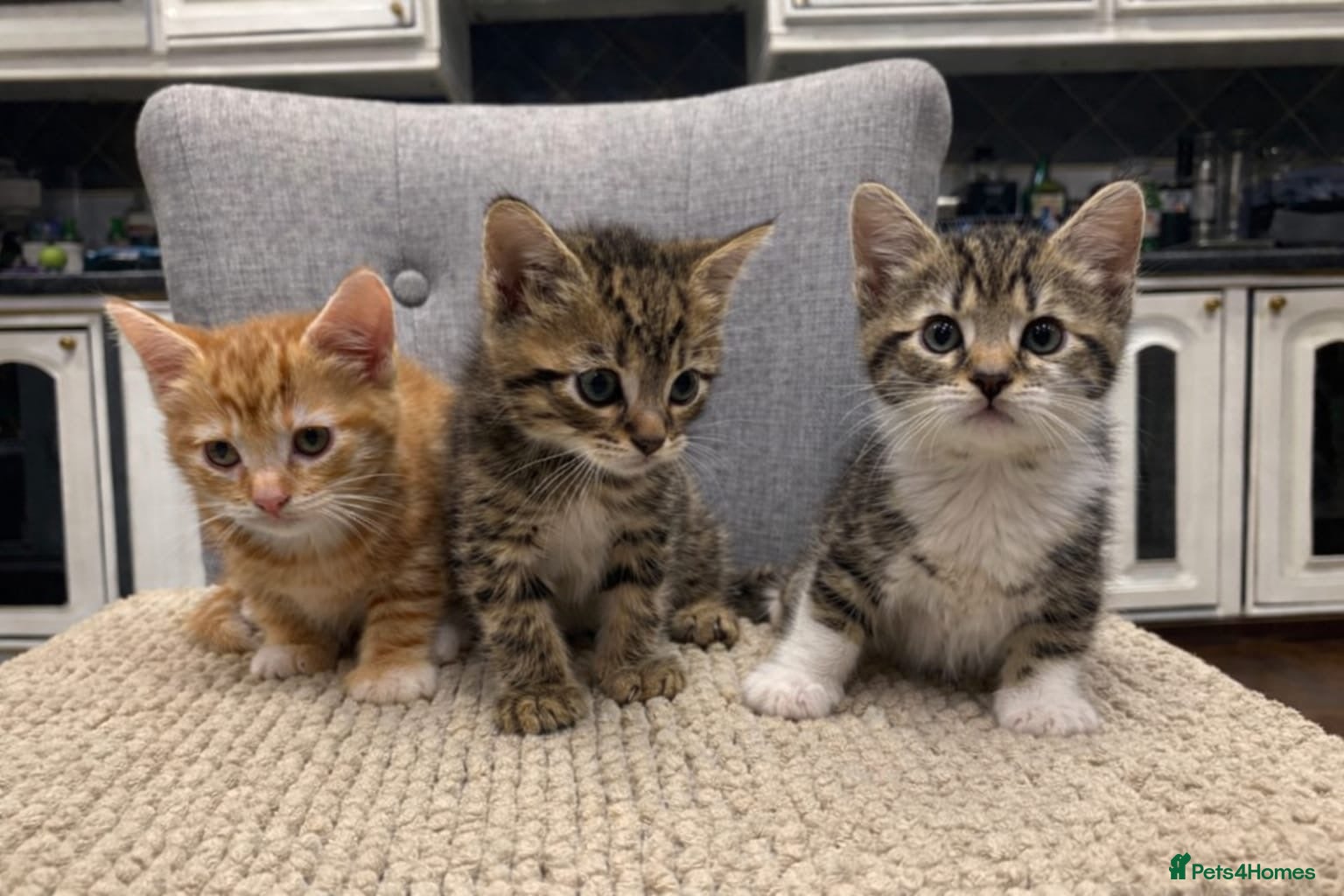 Mixed Breed cats Kittens are ready to go to new homes  - Advert 18