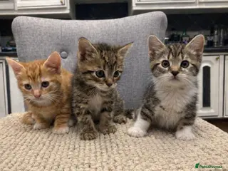 Mixed Breed cats Kittens are ready to go to new homes - Advert 18