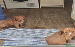 Cocker Spaniel dogs for sale: Cocker spaniel puppies  - Image 11