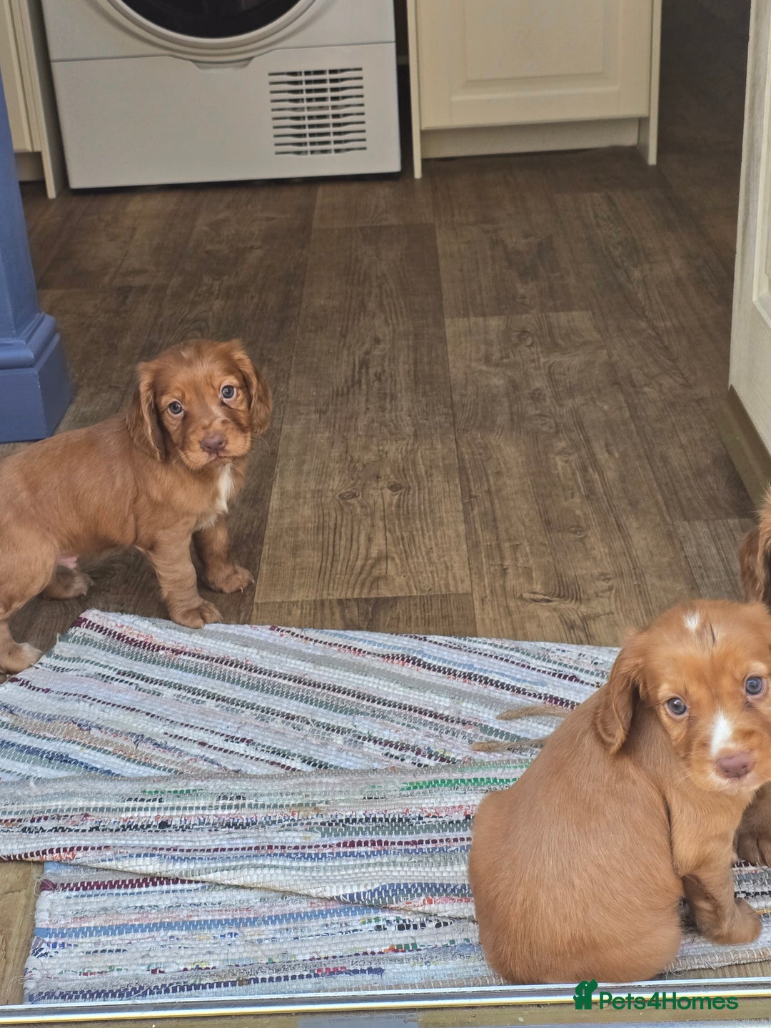 Cocker Spaniel dogs for sale: Cocker spaniel puppies  - Image 11