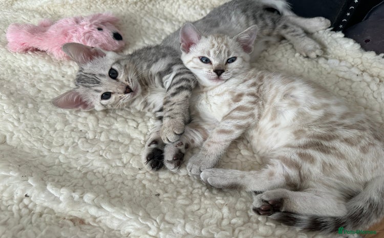Bengal cats - Advert 1