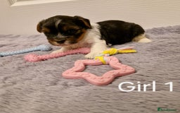 Biewer Terrier dogs for sale: Yorkshire Biewer Terrier Puppies - Advert 7