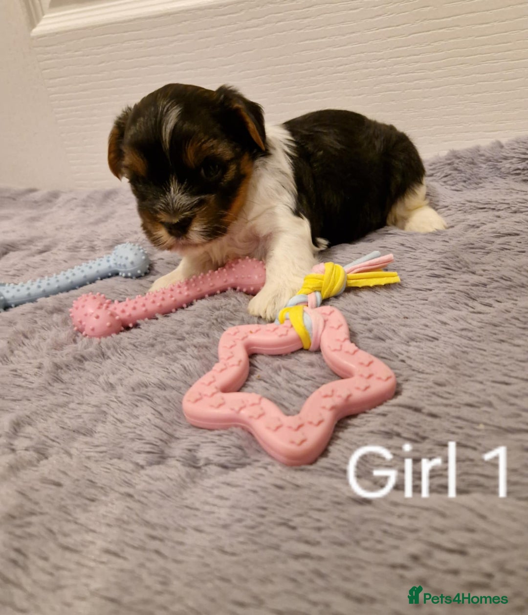 Biewer Terrier dogs for sale: Yorkshire Biewer Terrier Puppies - Advert 7