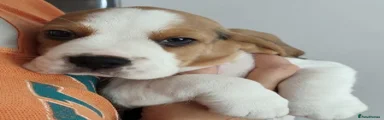 Beagle Puppy 6 - Orange Collar