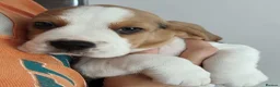 Beagle dogs for sale: Beautiful Beagle Puppies – Ready Now! - Advert 3