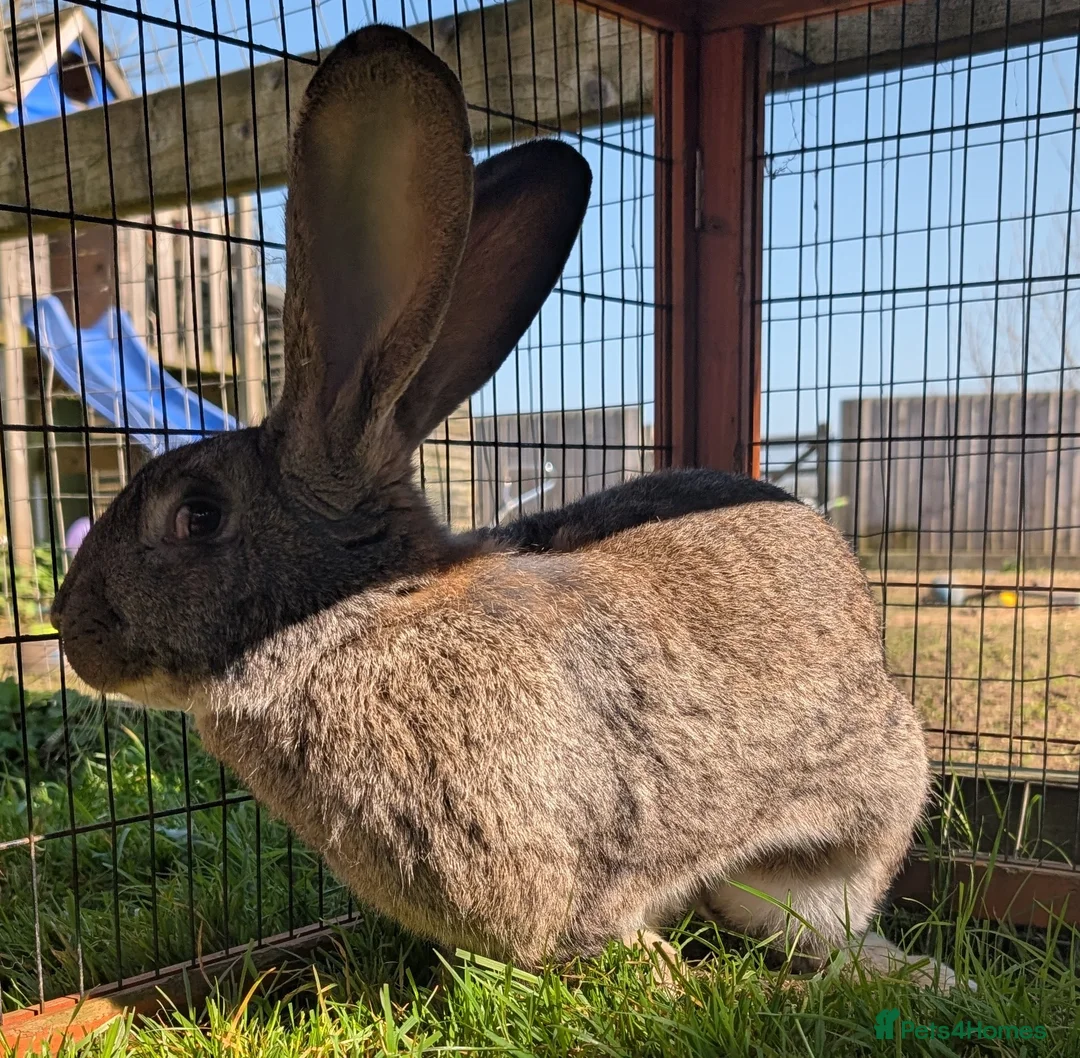 Continental Giant rabbits for sale: 18 month old purebred continental giant doe - Advert 2