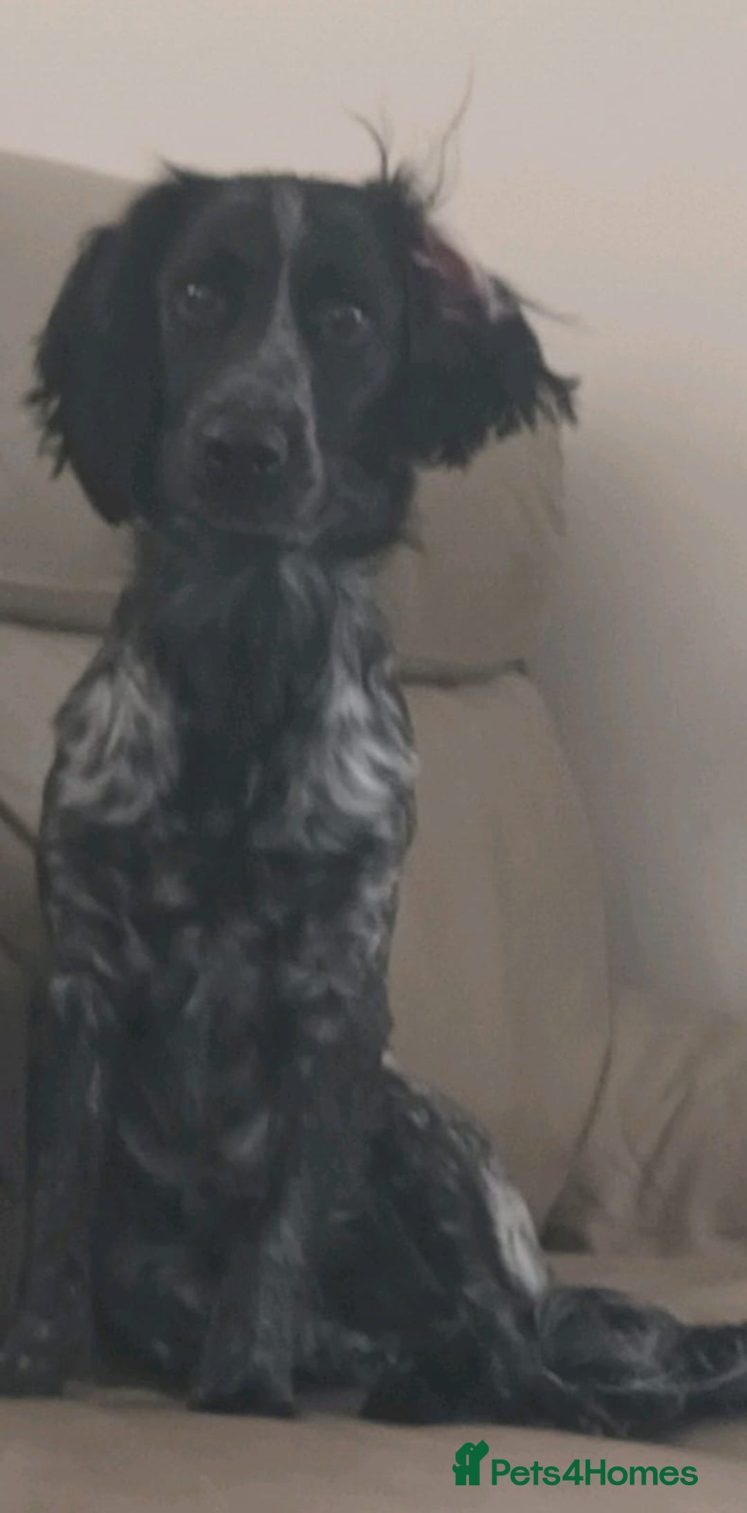 Sprocker dogs for sale: Sprocker puppy  - Advert 4