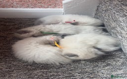Ragdoll cats for sale: Ragdoll kittens (2 boys and 2 girls)  - Image 17