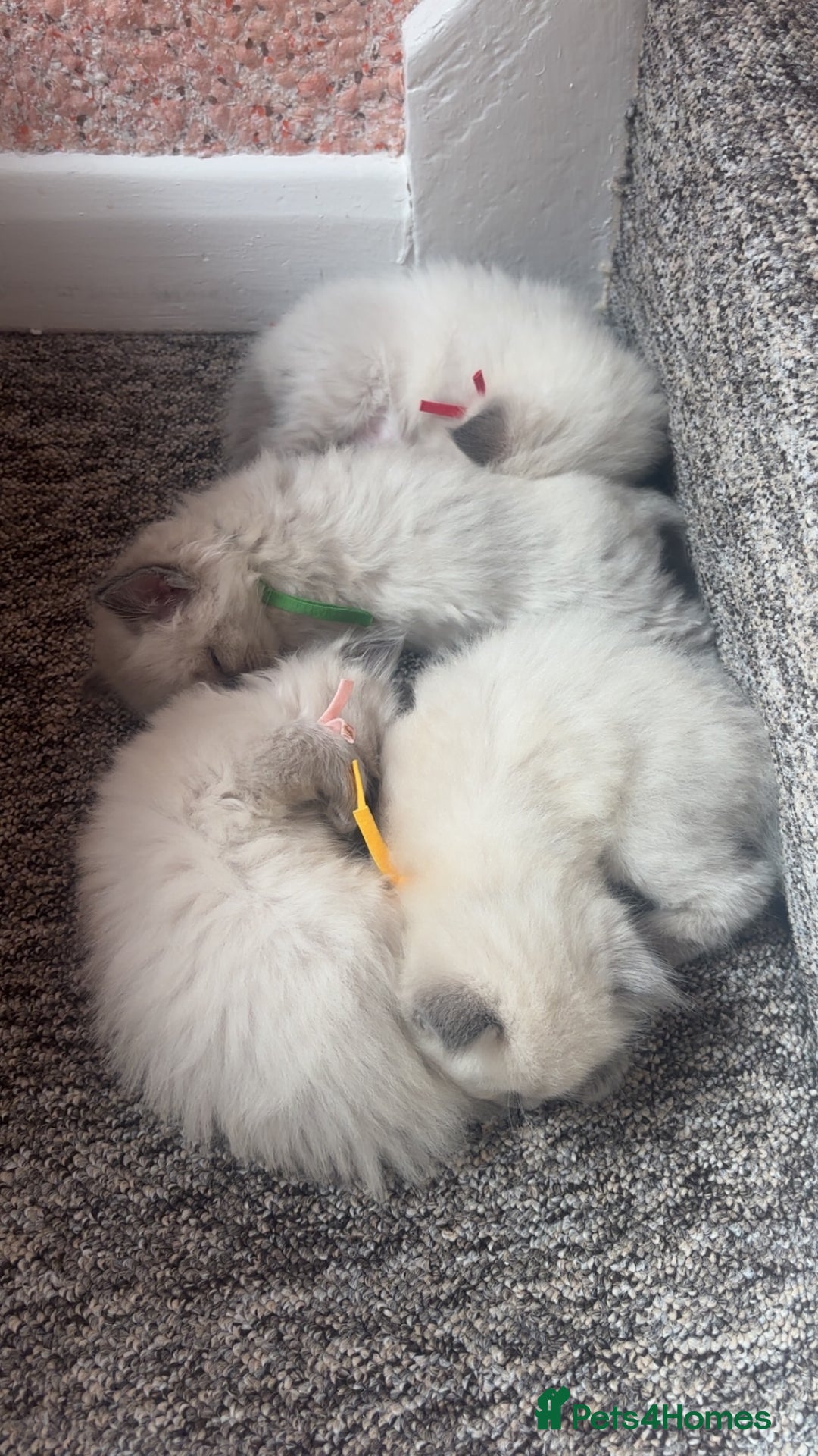 Ragdoll cats for sale: Ragdoll kittens (2 boys and 2 girls)  - Image 17