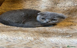 Scottish Fold cats for sale: Scottish fold kittens for sale - Image 10