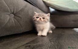 Exotic cats for sale: 4 beautiful exotic shorthair girls  - Image 9