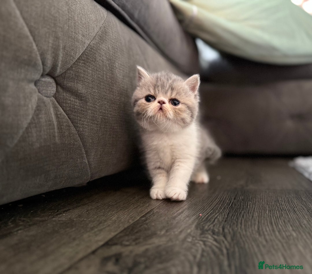 Exotic cats for sale: 4 beautiful exotic shorthair girls  - Image 9