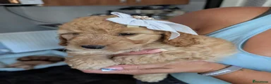 Cockapoo 6