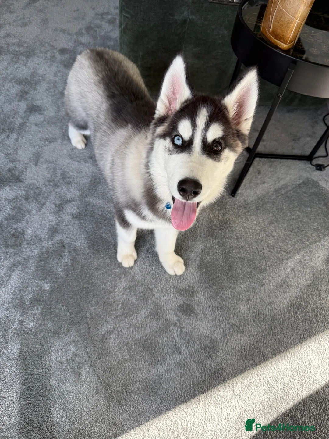 Siberian Husky dogs for sale: Gorgeous bi eyed male husky  - Advert 1
