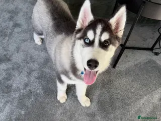 Siberian Husky dogs Gorgeous bi eyed male husky - Advert 2