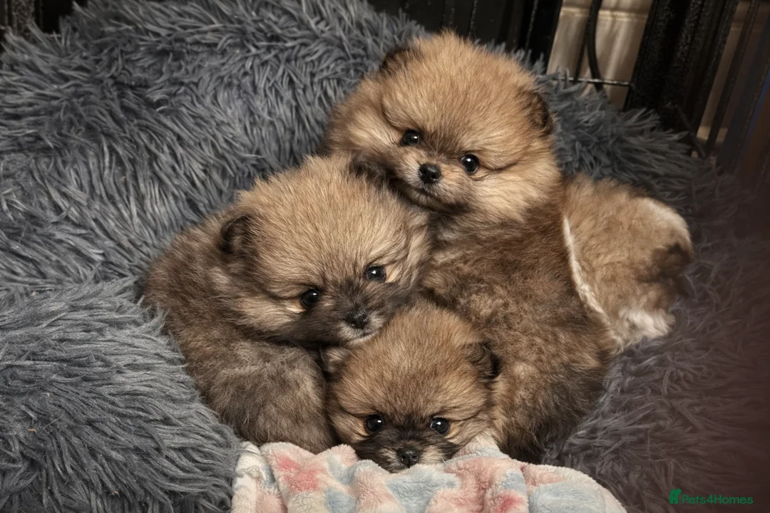 Pomeranian dogs for sale: BEAUTIFUL POMERANIAN GIRLS AVAILABLE  - Advert 4