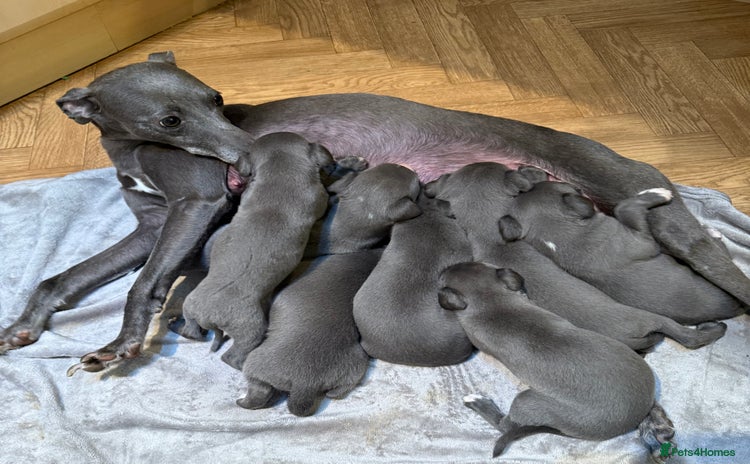 Whippet dogs - Advert 1