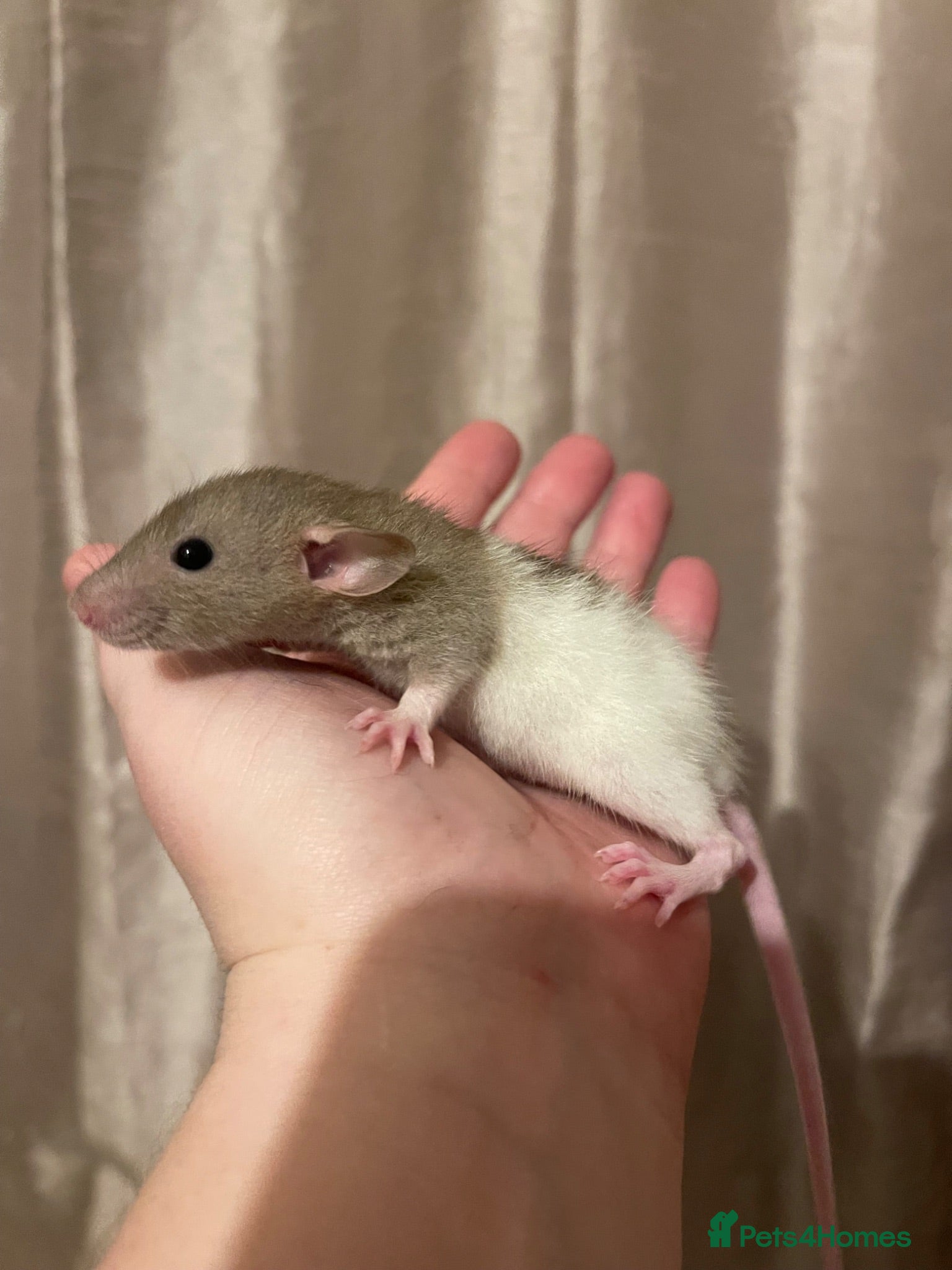 Rat rodents Beautiful baby rats for 5* homes only  - Advert 1