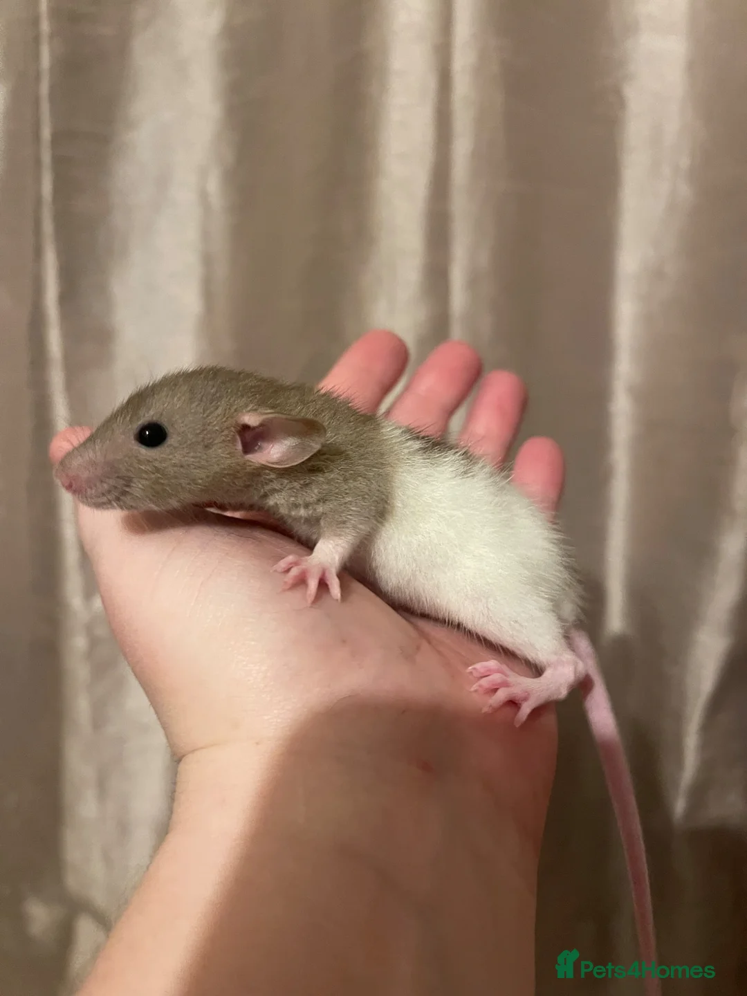 Rat rodents for sale: Beautiful baby rats for 5* homes only  - Advert 1