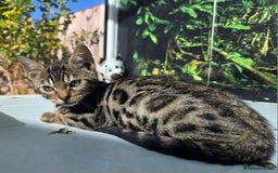 Bengal cats for sale: CUTE SNOW & BROWN BENGAL KITTENS (TICA REG) - Image 9