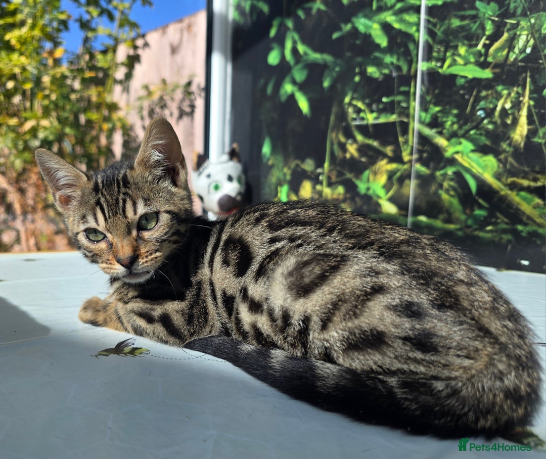 Bengal cats for sale: CUTE SNOW & BROWN BENGAL KITTENS (TICA REG) - Image 9