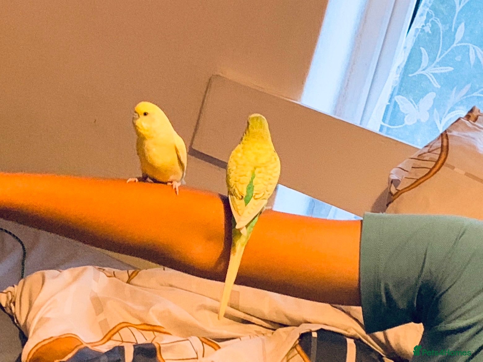 Budgerigars birds 2 Baby budgies  - Advert 7