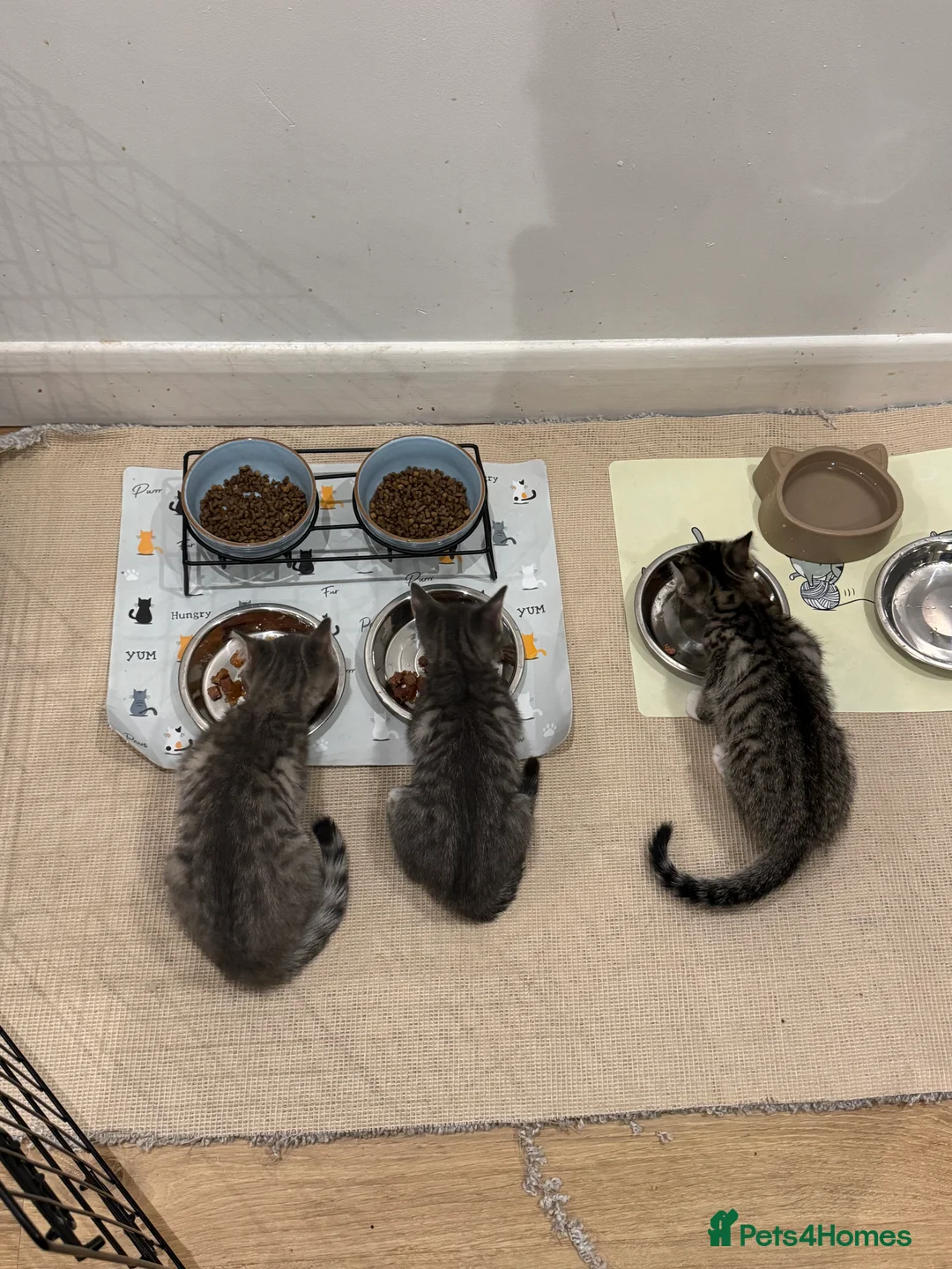 Mixed Breed cats for sale: Beautiful Kittens Ready for Their Forever Homes - Advert 6