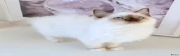 Ragdoll cats for sale: INDOOR GCCF REG CHOCOLATE LILAC RAGDOLL KITTENS - Advert 35