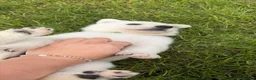White Swiss Shepherd dogs for sale: White Swiss Shepherd puppies - Advert 6