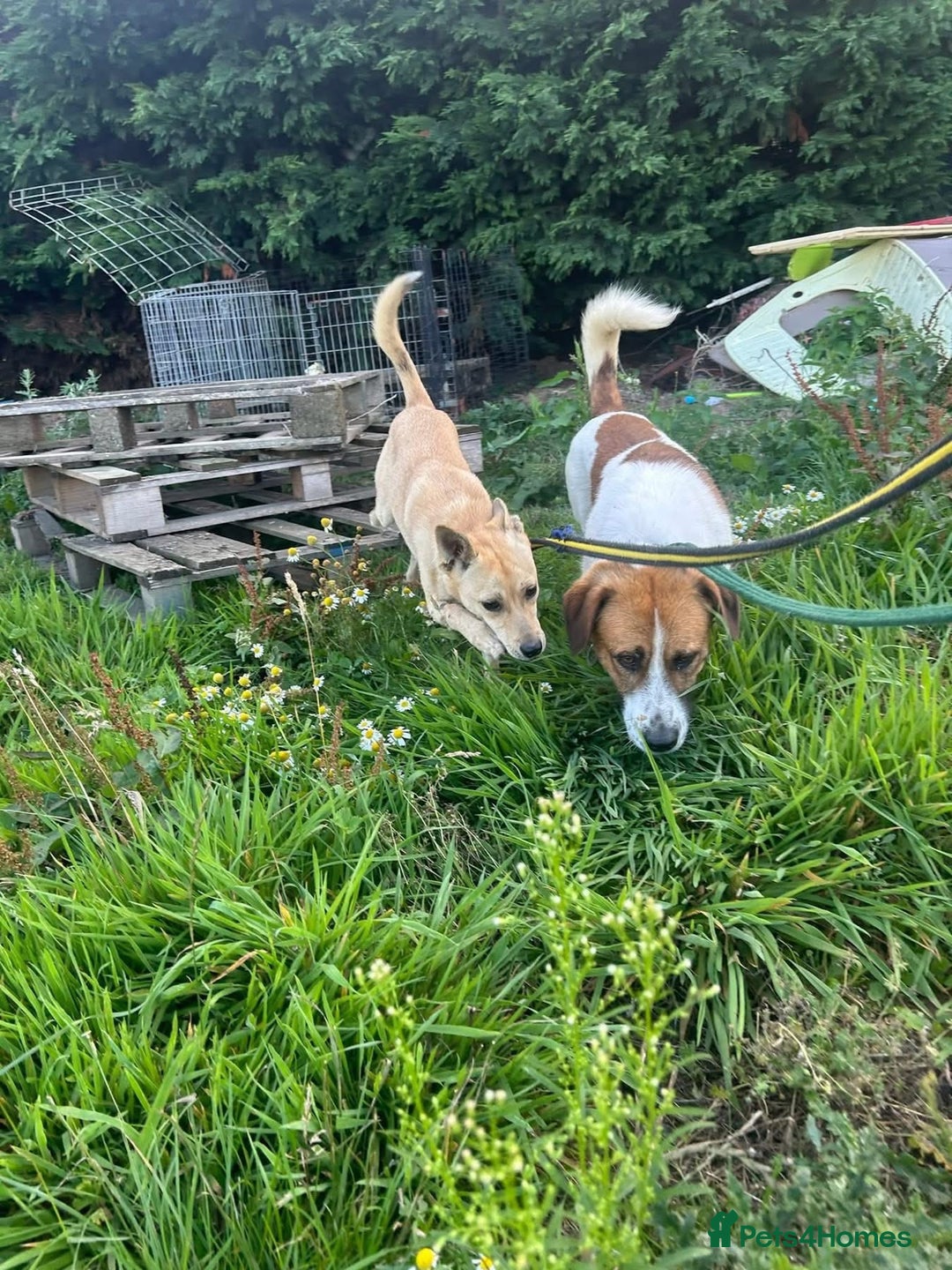 Mixed Breed dogs for adoption: Diego. Badersfield Norfolk  - Image 17