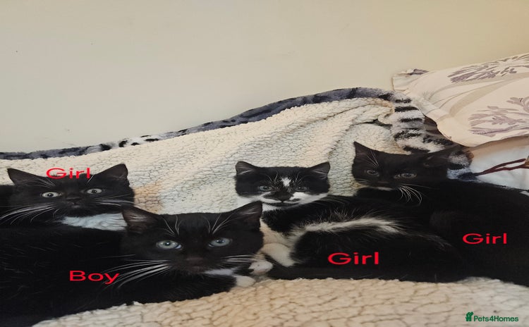 Mixed Breed cats Friendly kittens different ages - ready now - Advert 5