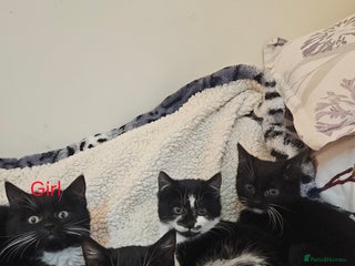 Mixed Breed cats Friendly kittens different ages - ready now - Advert 17