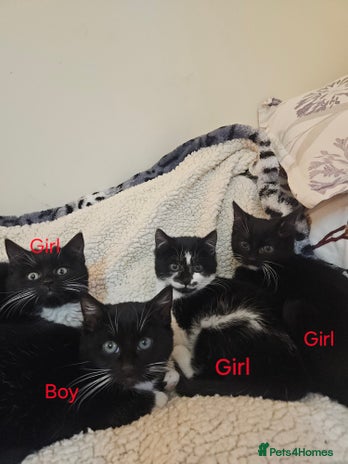 Mixed Breed cats Friendly kittens different ages - ready now - Advert 5