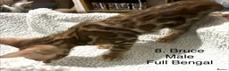 Bengal cats for sale: Full & Half Breed Bengal Kittens  - Advert 19