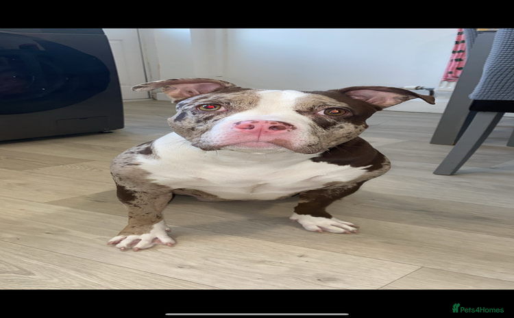 American Bully dogs - Advert 1