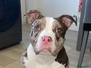 American Bully dogs - Advert 17