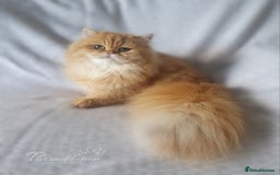 British Longhair cats for sale: Golden British Longhair older Kitten for sale  - Image 5