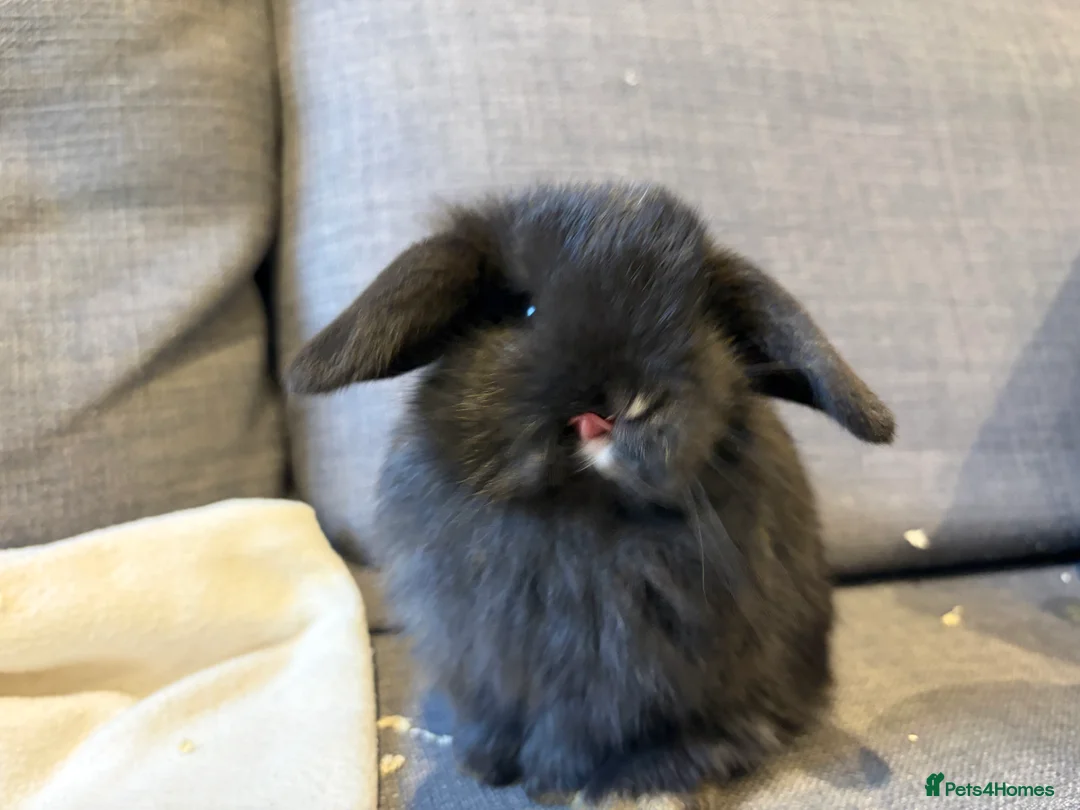 Mini Lop rabbits for sale: beautiful friendly mini lops  - Advert 5