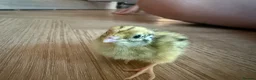 Quail poultry for sale: 6 Quails - rehoming - 6 weeks old in Beckenham - Advert 1