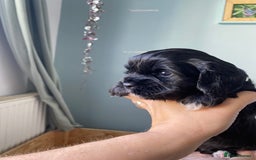 Mixed Breed dogs for sale: Cavapoo puppies - Image 6