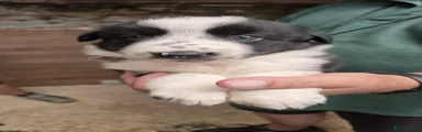 Border Collie 1