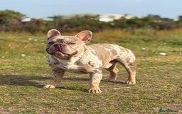 French Bulldog dogs for sale: Rojo and Isabella Merle Pups - Image 20
