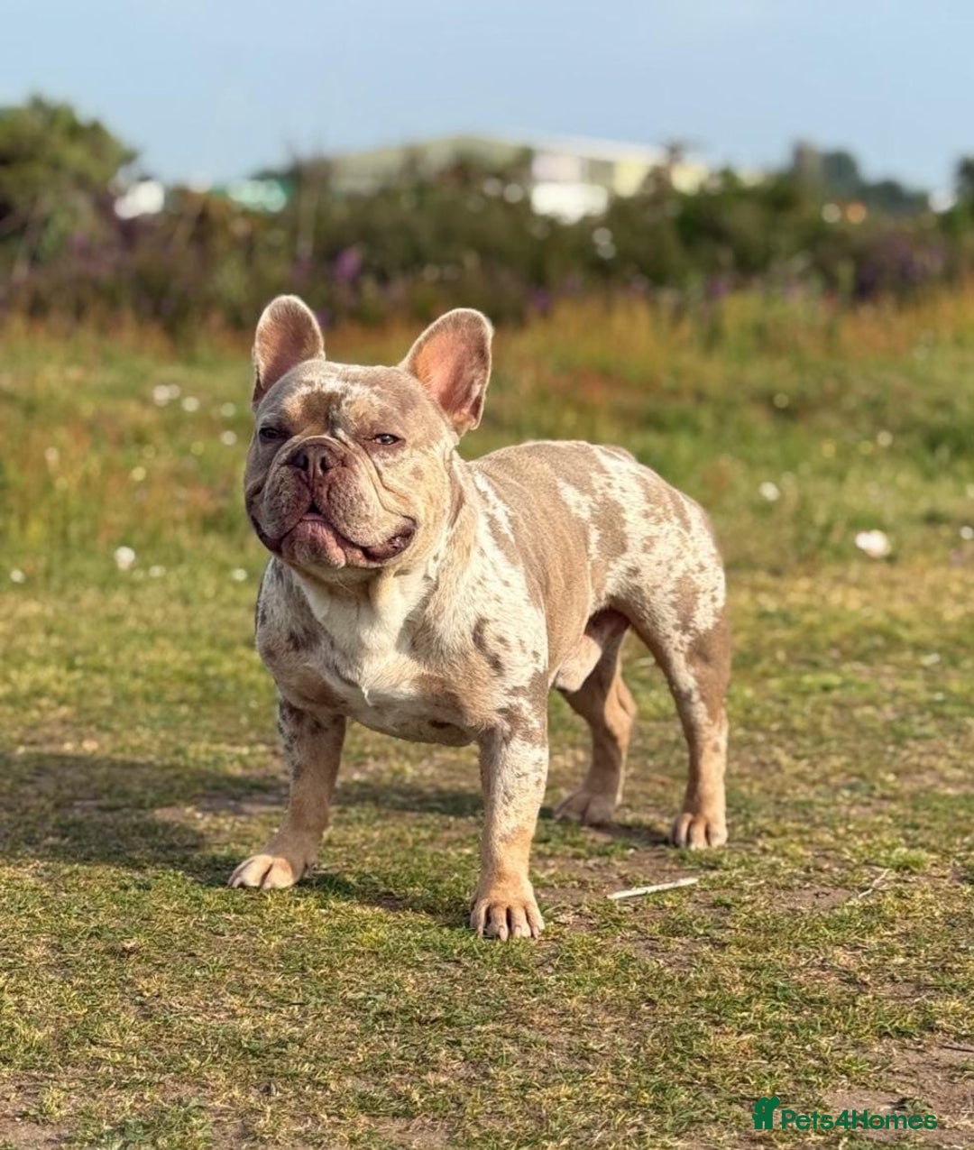 French Bulldog dogs for sale: Rojo and Isabella Merle Pups - Image 20