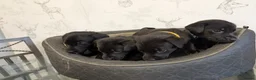Labrador Retriever dogs for sale: 4 male black lab pups - Advert 3
