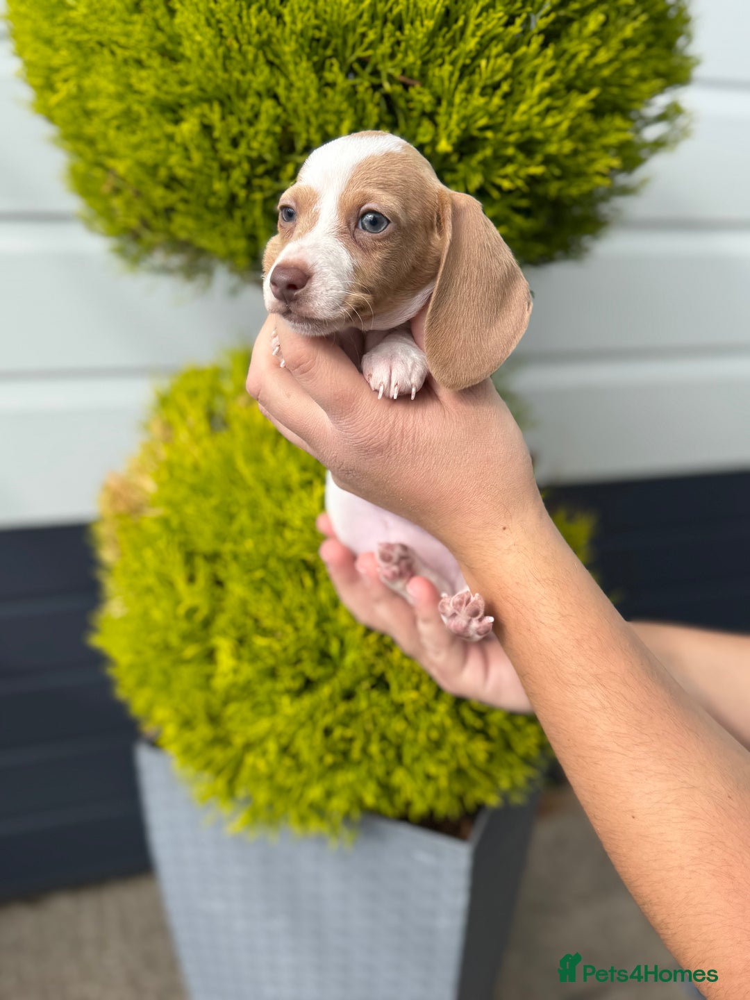 Miniature Dachshund dogs for sale: Miniature Dachshund Puppies (Licensed Breeder) - Image 5